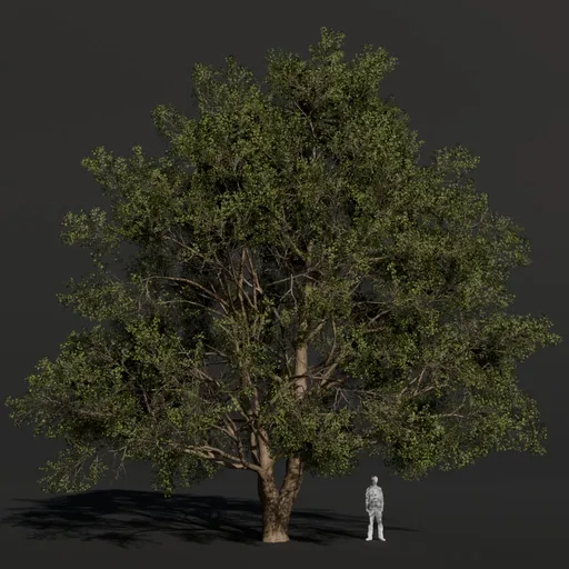 Black Alder Elder