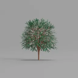 Maple Tree