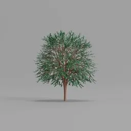 Maple Tree