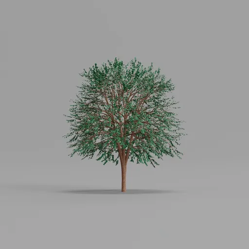 Maple Tree