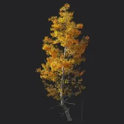 Trident maple tree
