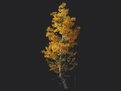 Trident maple tree