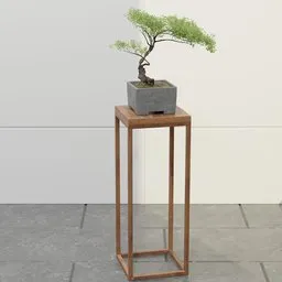 Mini Maple Bonsai Tree