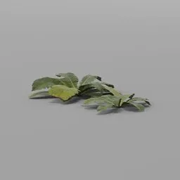 Broad leaf patch