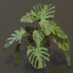 Monestera Plant Large Var