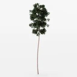 Highly detailed Blender 3D model of a slender pine tree with lush green foliage, suitable for forest scenes.