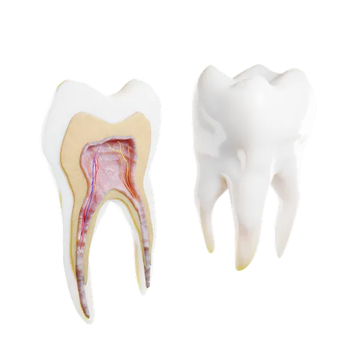 Detailed 3D model of a healthy human tooth, half cross-section showing internal structure and nerves, rendered in Blender.