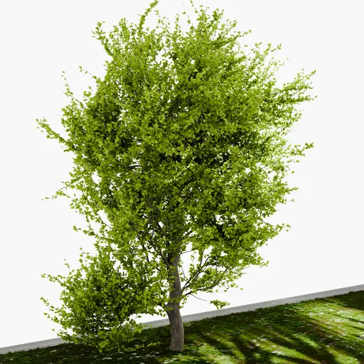 Tree Yoshino cherry- Big tree