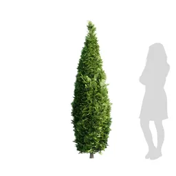 Bushe Garden Rocky Mountain Juniper