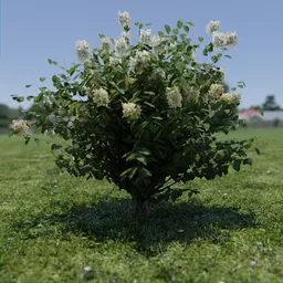 Highly detailed Blender 3D hydrangea paniculata model showcasing realistic leaves and blooming flowers.