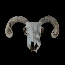 Ram Skull