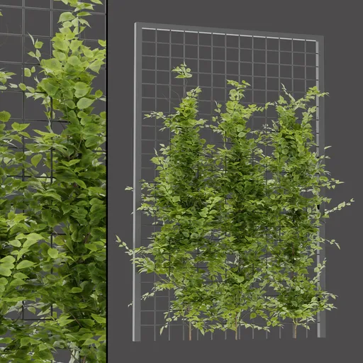 Ivy Wall Structure