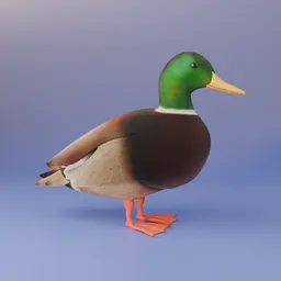 Green Neck Duck