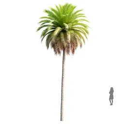 Palm Phoenix Canariensis02