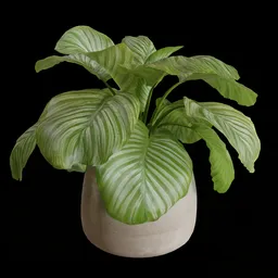 Indoor Table  Plant