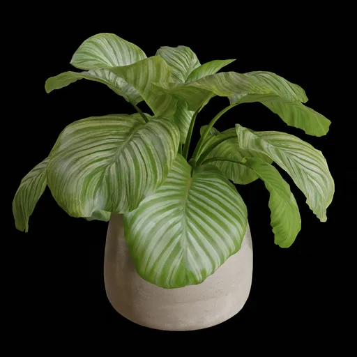 Indoor Table  Plant