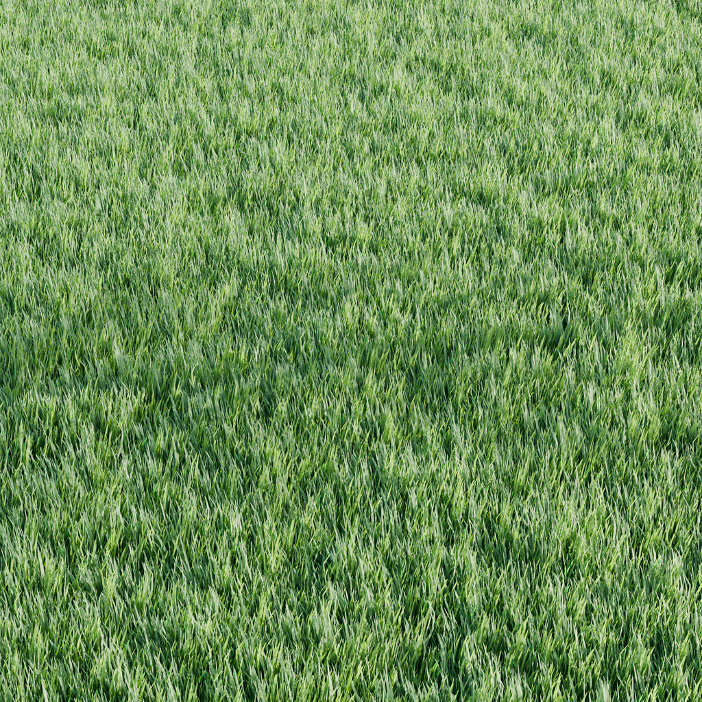 Grass | Grass models | BlenderKit