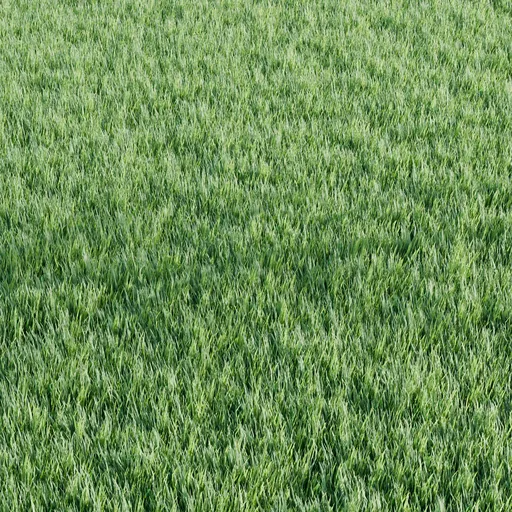 Grass