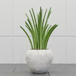 Cylindrical Snake Plant