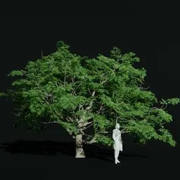 Gumbo Limbo Ancient Var