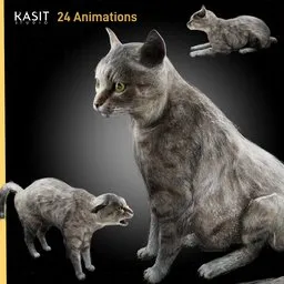 TSH Cat Animated