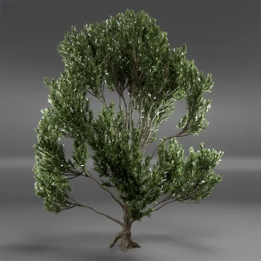 Tree Mugo Pine Animated
