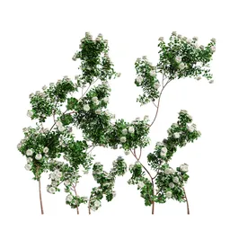 Climbing Roses Wall Grow White