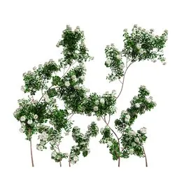 Climbing Roses Wall Grow White