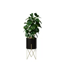 Rubber Ficus Elastica Abidjan Melany