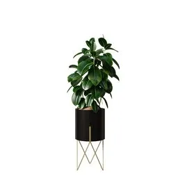 Rubber Ficus Elastica Abidjan Melany