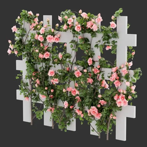 Flowering Divider Fence Climber Plant