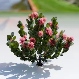 Plant Skimia Japonica