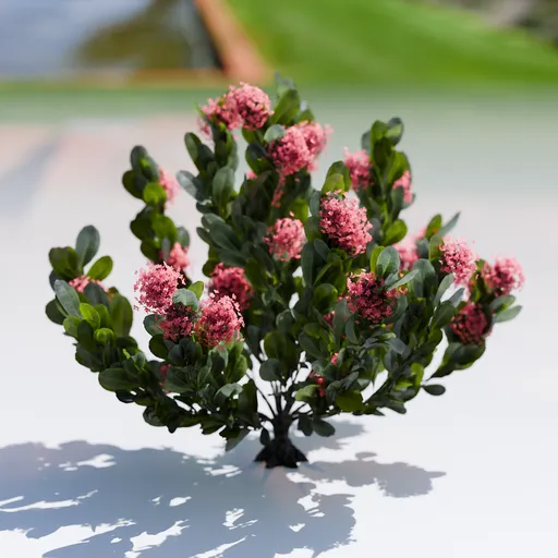 Plant Skimia Japonica
