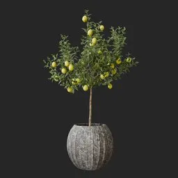 Lemon Plant