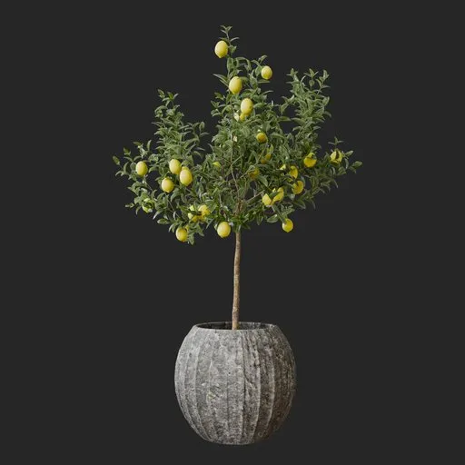 Lemon Plant