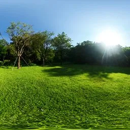 Afternoon Green Meadow