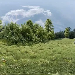 Sunny Meadow Field