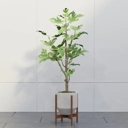Potted Fig Tree
