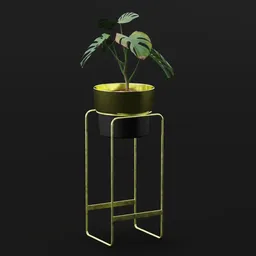 Monestera Plant Sap Var Potted