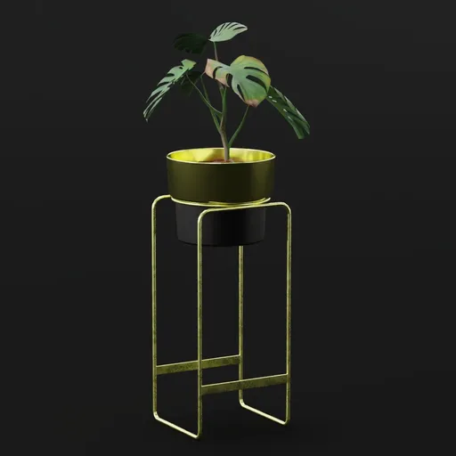 Monestera Plant Sap Var Potted