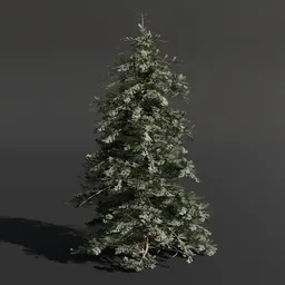 Abies Alba Silver Fir Small Tall