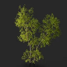 Multi‑stem Deciduous Tree