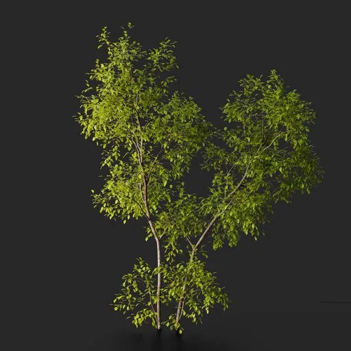 Multi‑stem Deciduous Tree