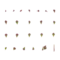 Phedimus spurius Leaf