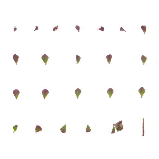 Phedimus spurius Leaf