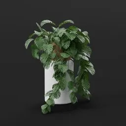 Monstera Plant