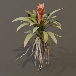 Bromeliad Tropical Flower Large