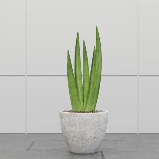 Snake Plant in Stone Pot