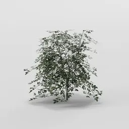 Tiny Elder Tree