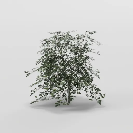 Tiny Elder Tree